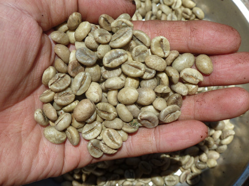 Robusta S16 Coffee, Wet Polished, Grade 1