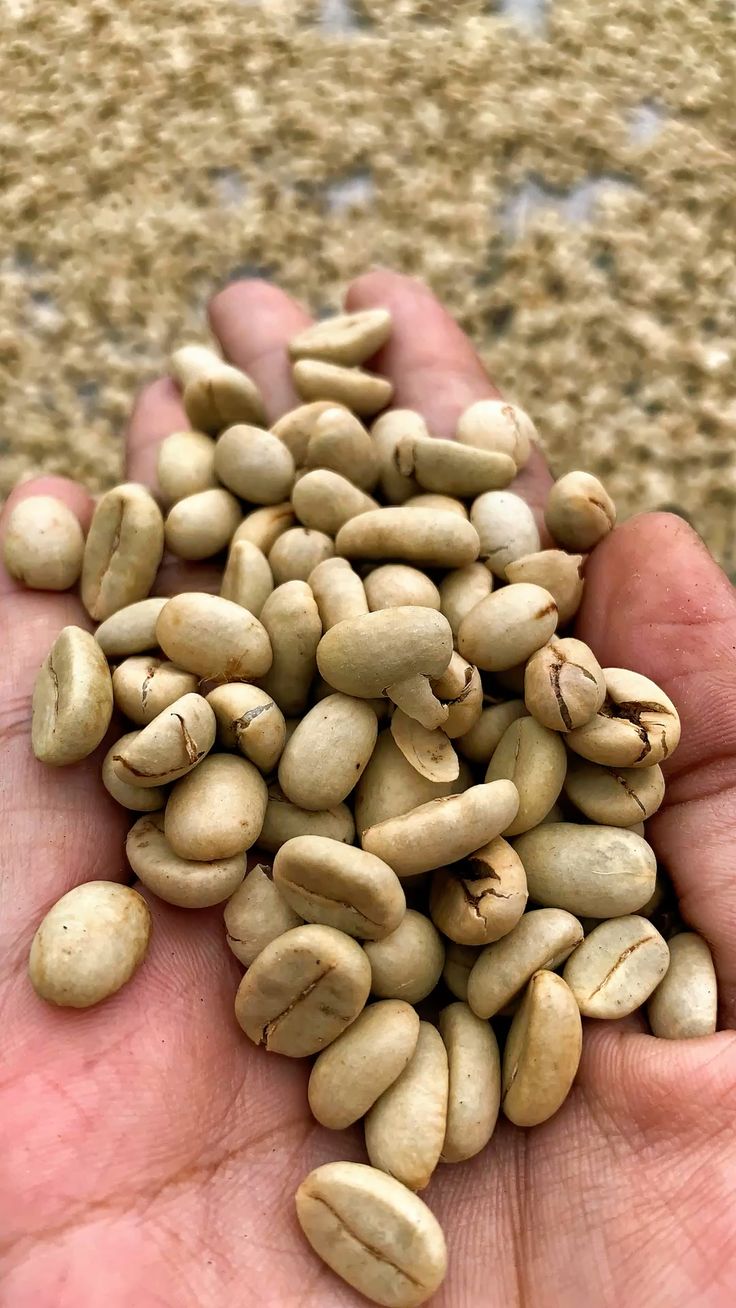 Arabica Cau Dat Honey Process