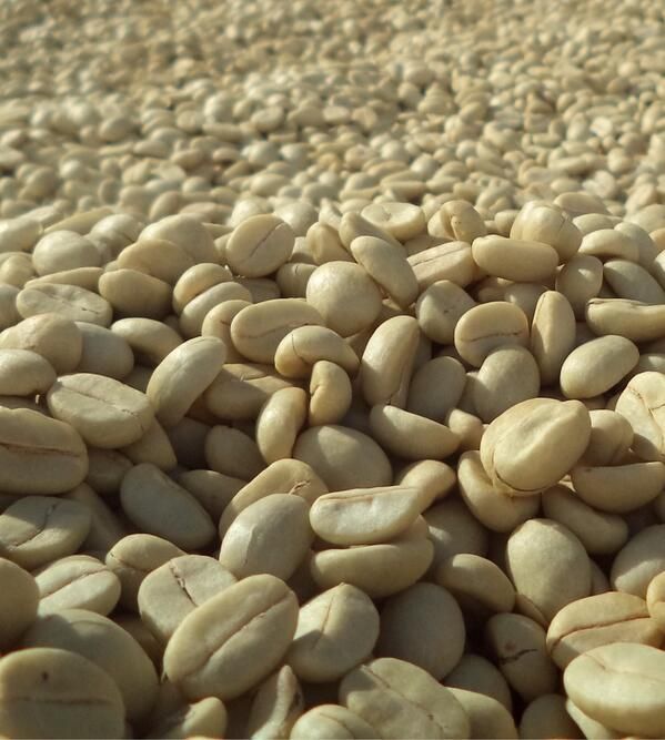 Arabica Cau Dat Specialty SCA 85+