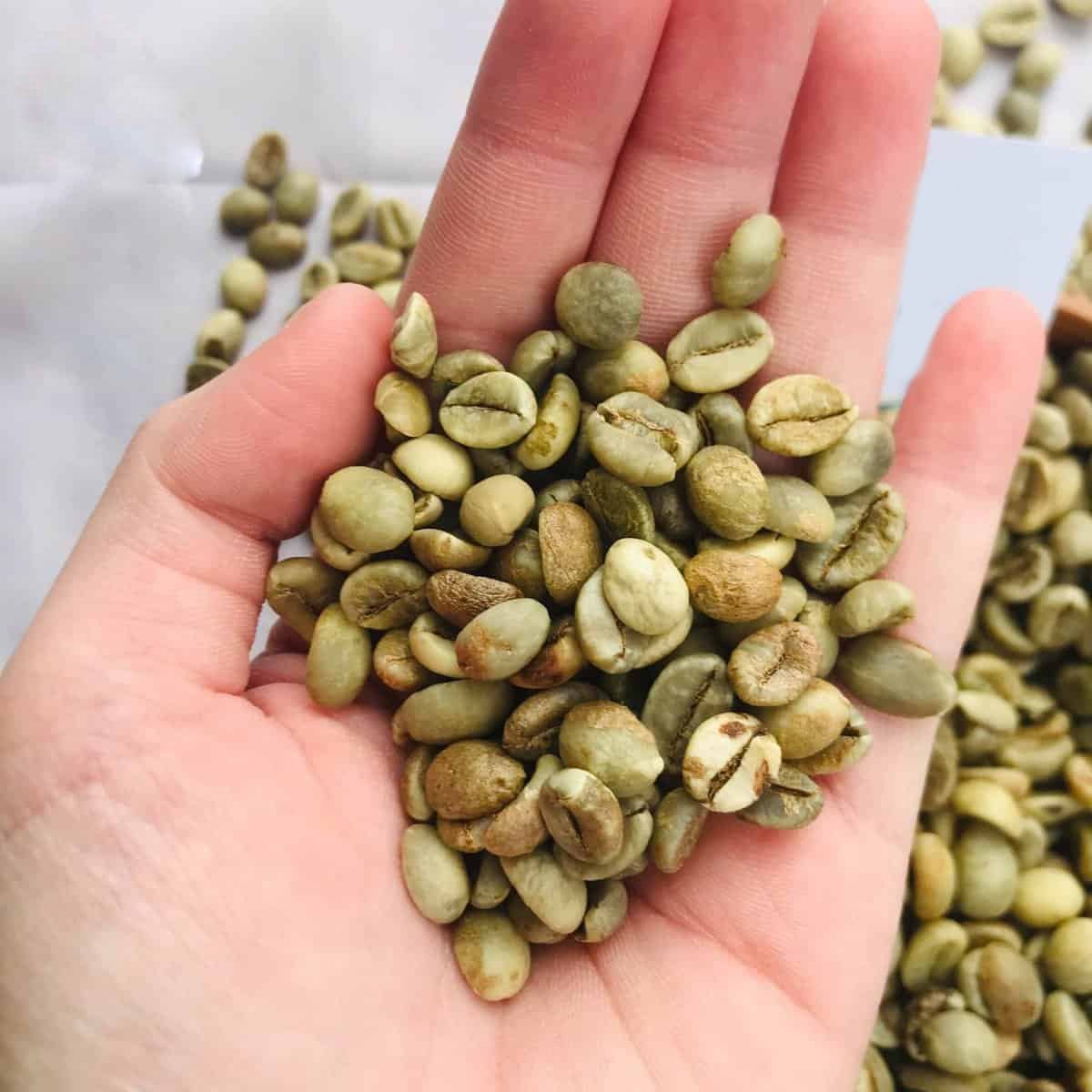 Robusta S16 Wet Polished
