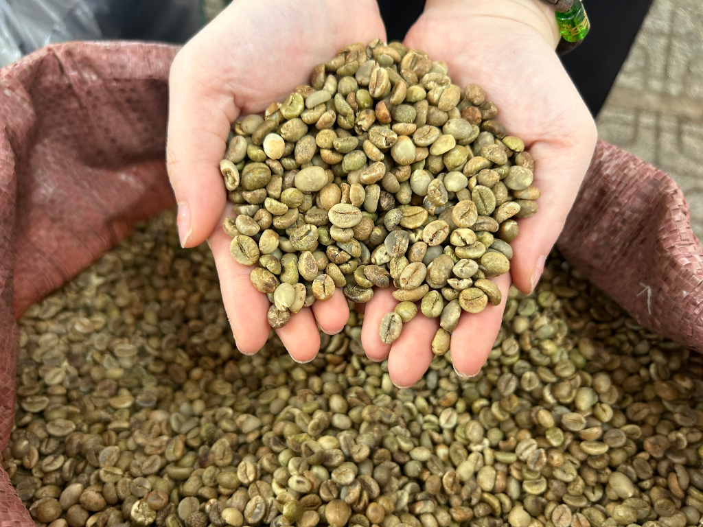 Robusta S18 Standard