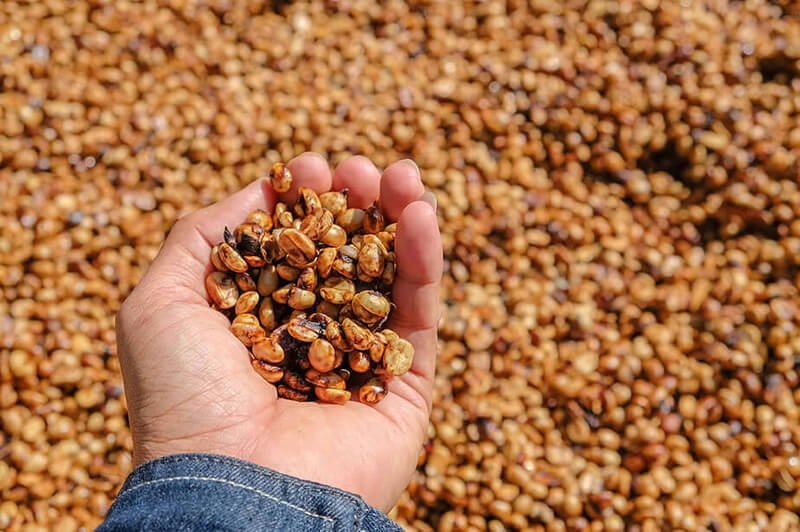 Robusta Honey Process